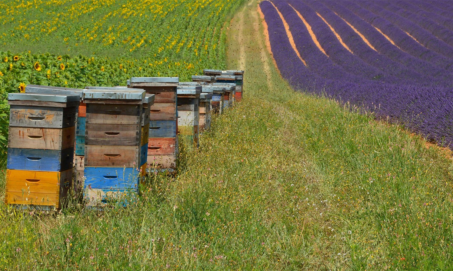Colourful beehives between fields of sunflowers and lavender in full bloom.