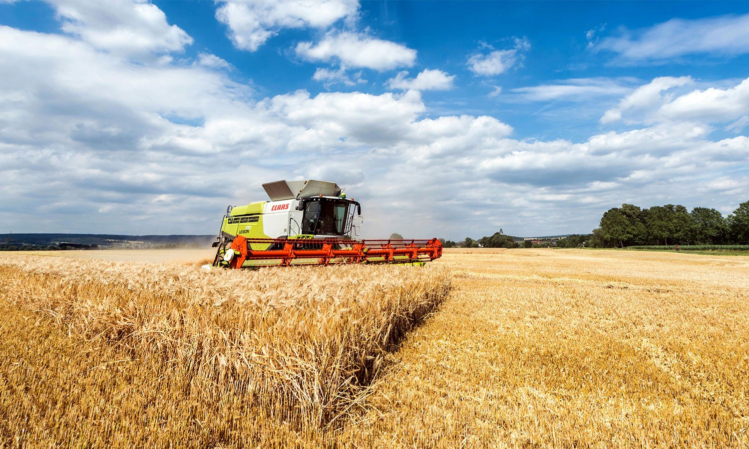 Combine harvester working in a golden wheat field under a blue sky.